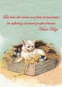 Tendresse maternelle : chats et po&eacute;sie